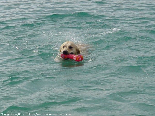 Photo de Golden retriever