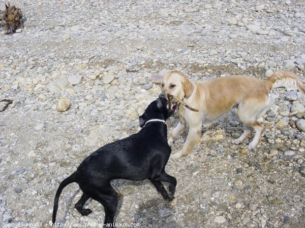 Photo de Golden retriever