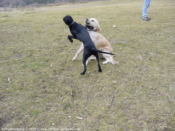 Photo de Golden retriever