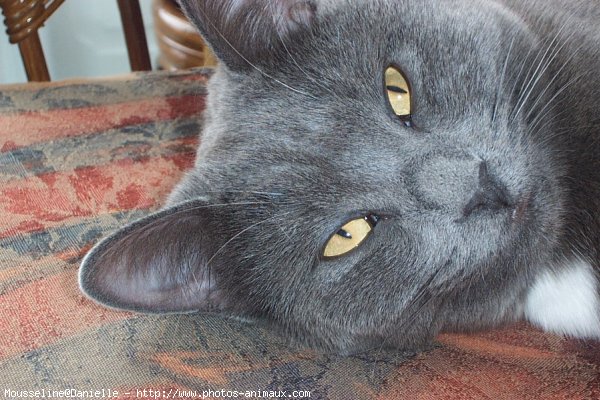 Photo de Chartreux