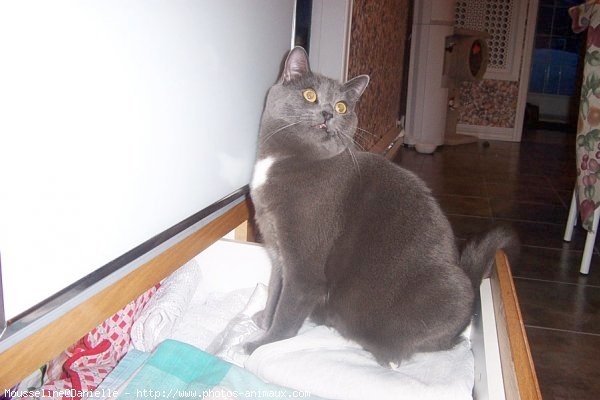 Photo de Chartreux