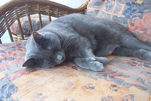 Photo de Chartreux