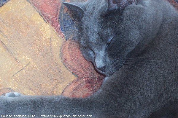 Photo de Chartreux