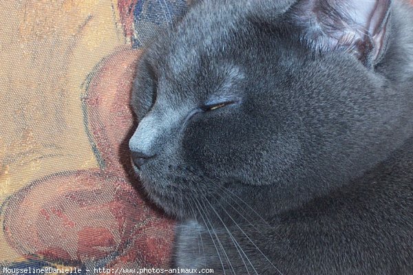 Photo de Chartreux