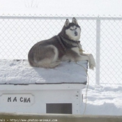 Photo de Husky siberien