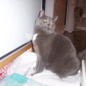 Photo de Chartreux