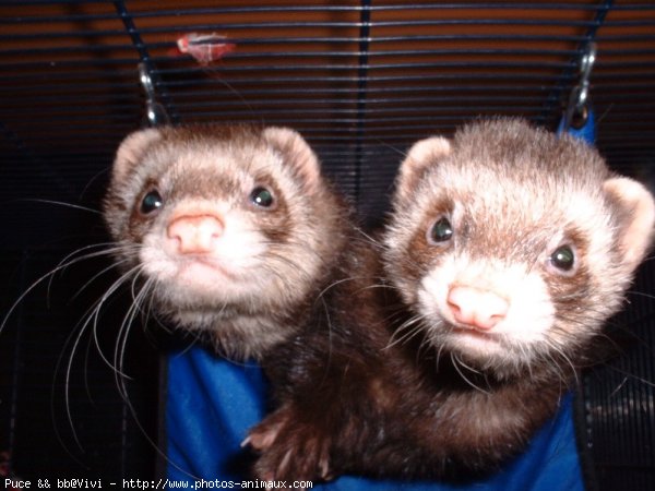 Photo de Furet