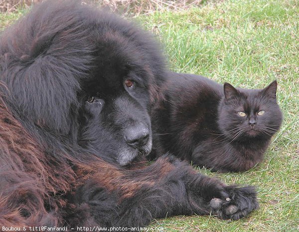 Photo de Races diffrentes