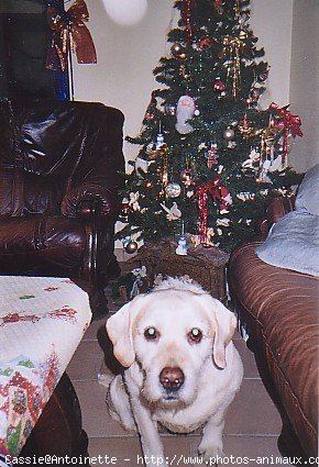 Photo de Labrador retriever