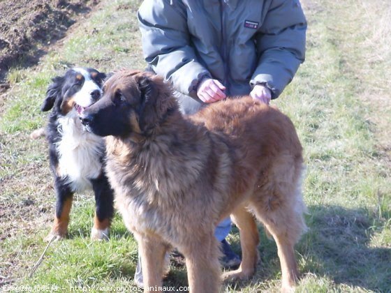 Photo de Leonberg