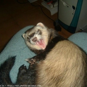 Photo de Furet