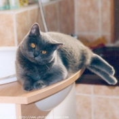 Photo de Chartreux