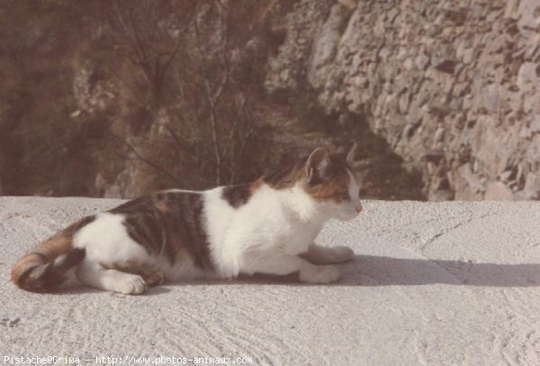 Photo de Chat domestique