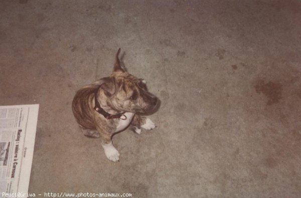 Photo d'American staffordshire terrier