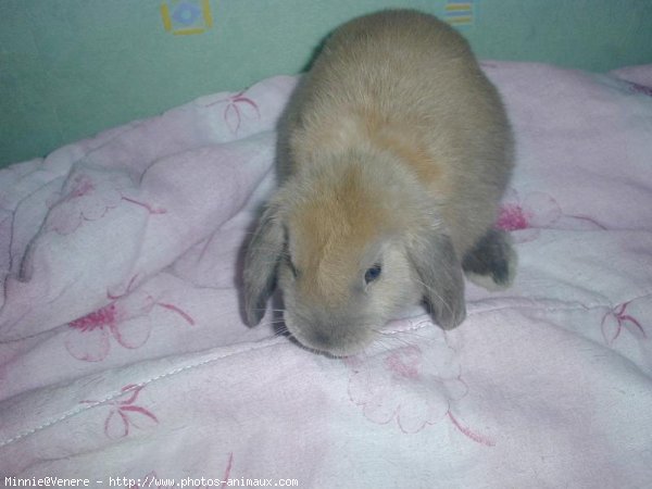 Photo de Lapin