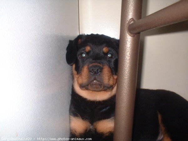 Photo de Rottweiler