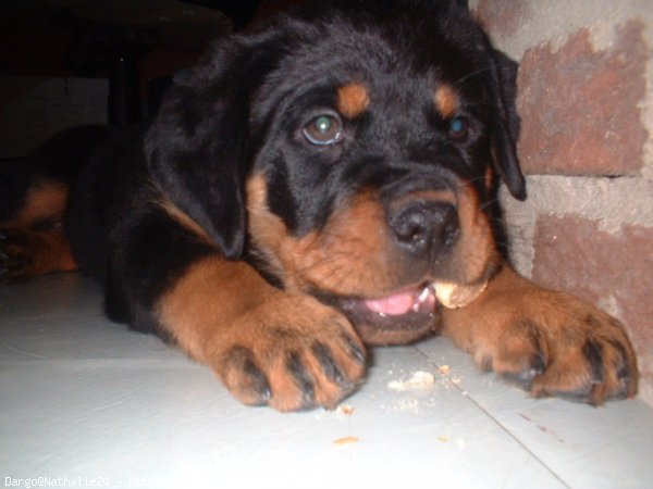 Photo de Rottweiler