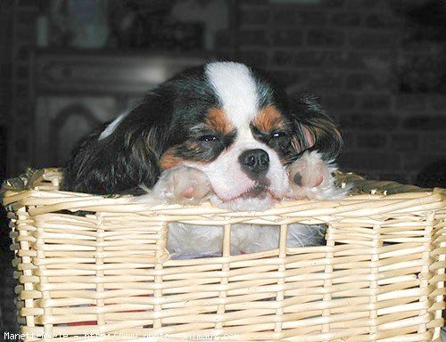 Photo de Cavalier king charles spaniel