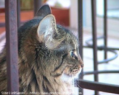 Photo de Chat domestique