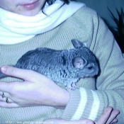 Photo de Chinchilla