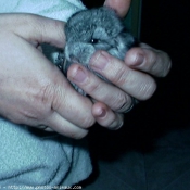 Photo de Chinchilla