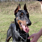 Photo de Dobermann