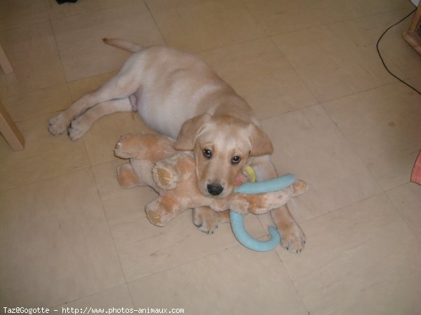 Photo de Labrador retriever