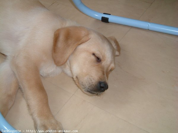 Photo de Labrador retriever