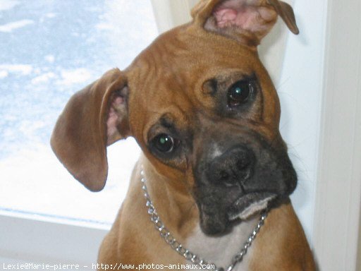 Photo de Boxer