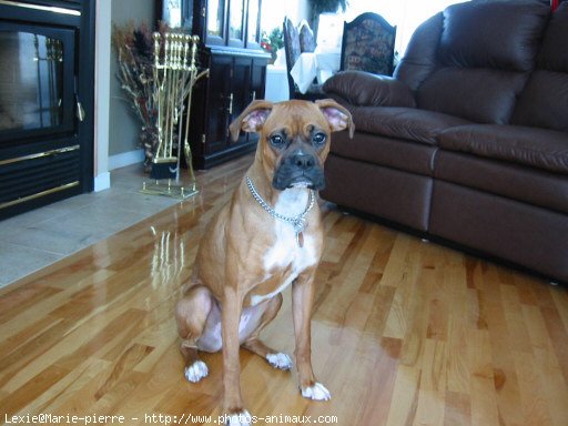 Photo de Boxer