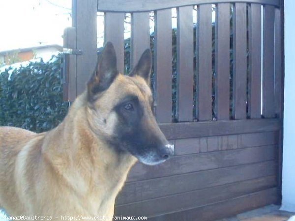 Photo de Berger belge malinois