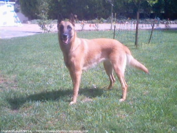 Photo de Berger belge malinois