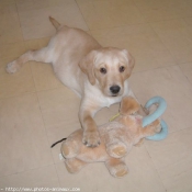 Photo de Labrador retriever