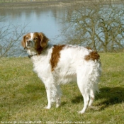 Fond d'cran avec photo d'Epagneul breton