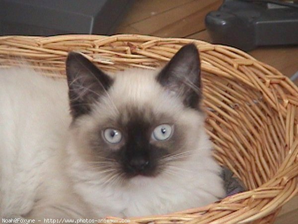 Photo de Ragdoll