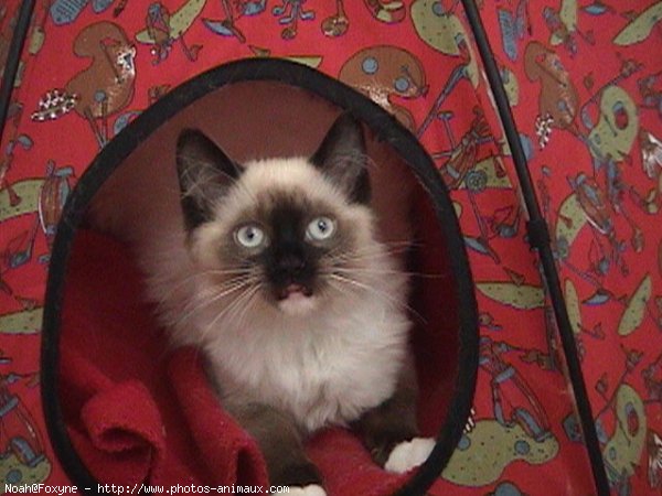 Photo de Ragdoll