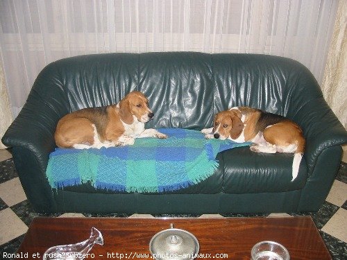 Photo de Beagle