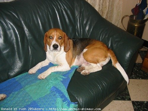 Photo de Beagle