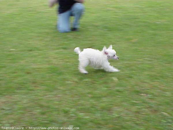 Photo de Caniche moyen