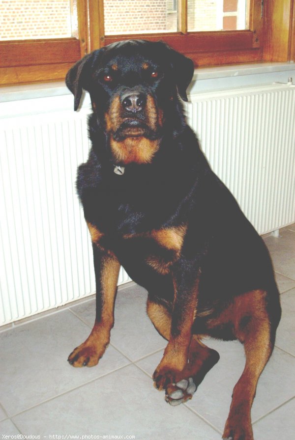 Photo de Rottweiler