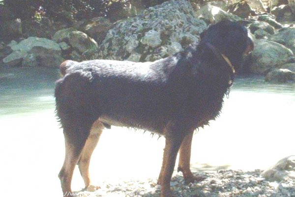 Photo de Rottweiler