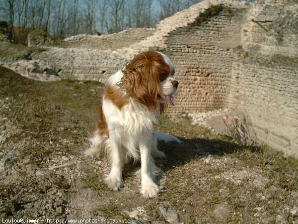 Photo de Cavalier king charles spaniel