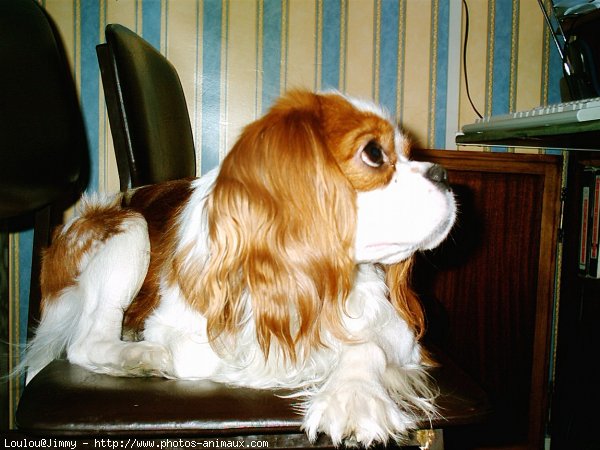 Photo de Cavalier king charles spaniel