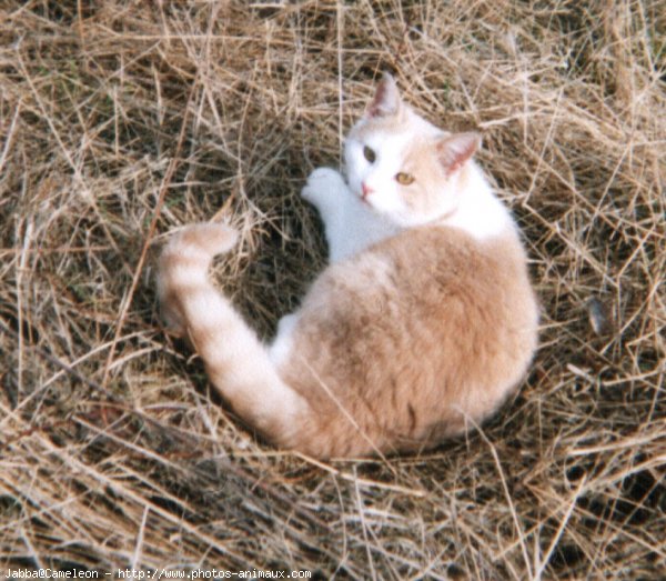 Photo de Chat domestique