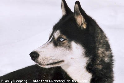 Photo de Husky siberien