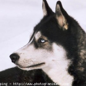 Photo de Husky siberien