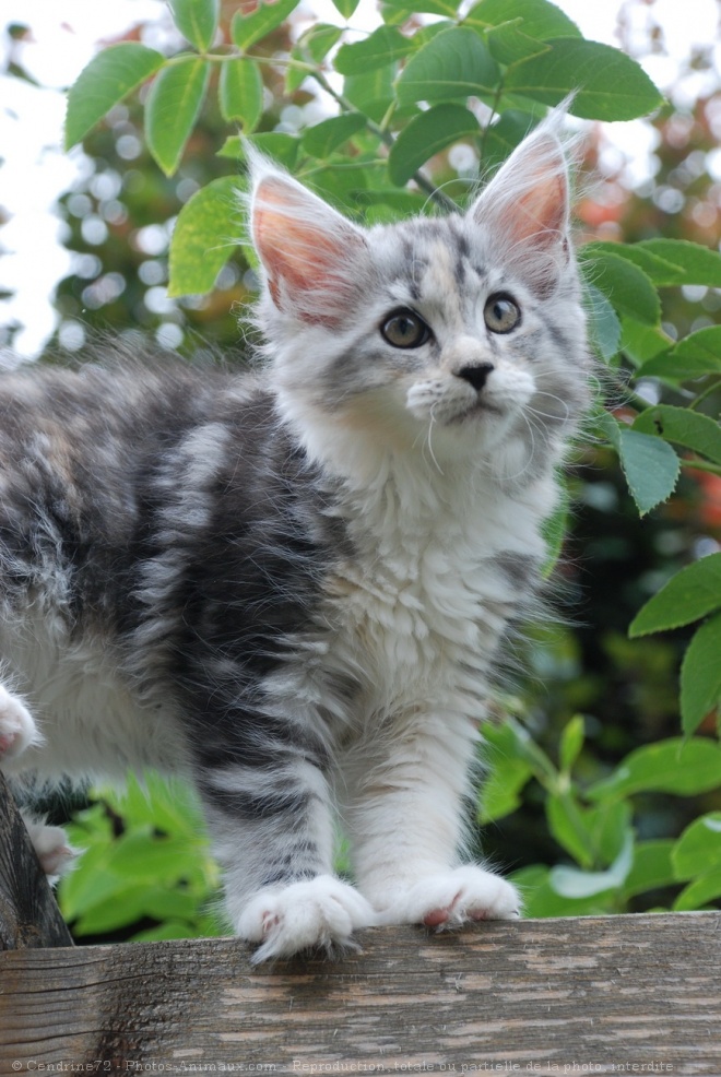 Photo de Maine coon