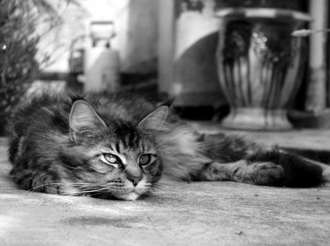 Photo de Maine coon