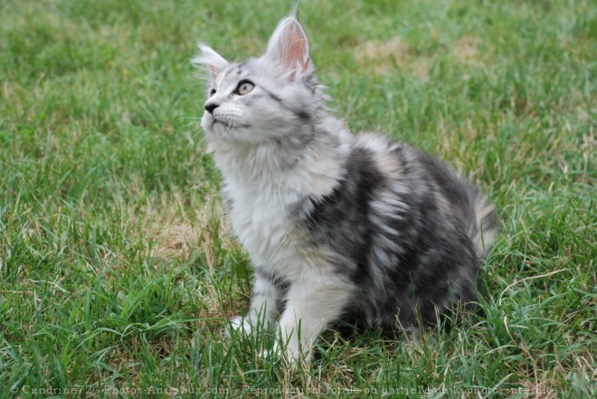 Photo de Maine coon