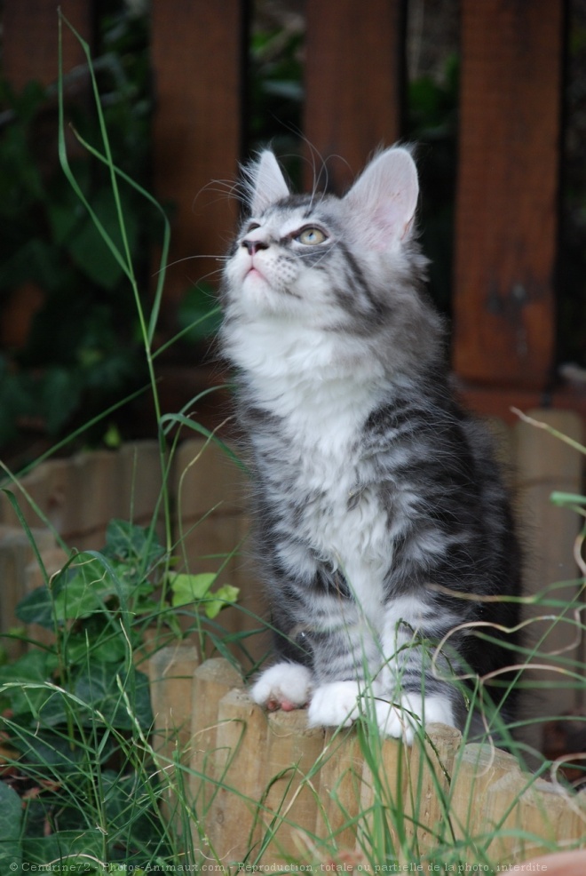 Photo de Maine coon